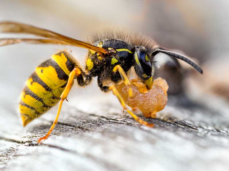 Wespen sind eine Plage für den Menschen, allerdings sind sie auch ein Nützling.