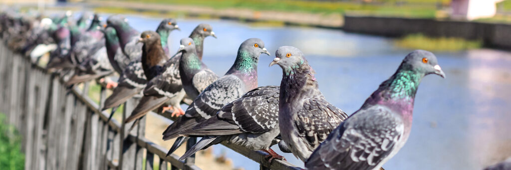 Tauben Abwehr in Aachen und Umgebung mit Bouge Schädlingsbekämpfung