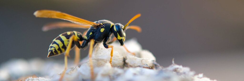Wespen bekämpfung in Aachen, Bouge Schädlingsbekämpfung kümmert sich um ihr Wespen Problem